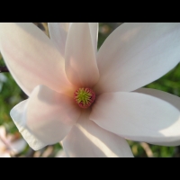 Magnolia Soulangeana (fam Magnoliacees) (07)